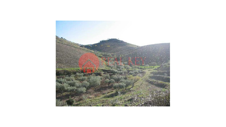 Quinta T5 para Venda em Torre de Moncorvo Foto 22