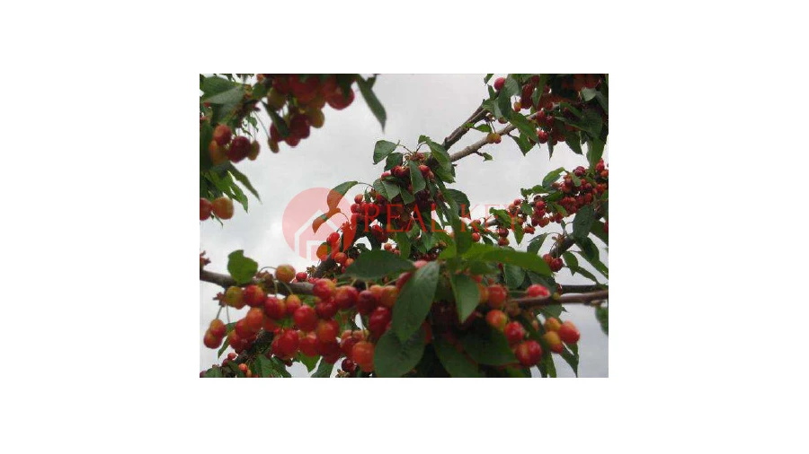 Quinta T5 para Venda em Torre de Moncorvo Foto 10