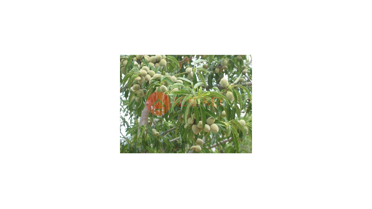 Quinta T5 para Venda em Torre de Moncorvo Foto 7