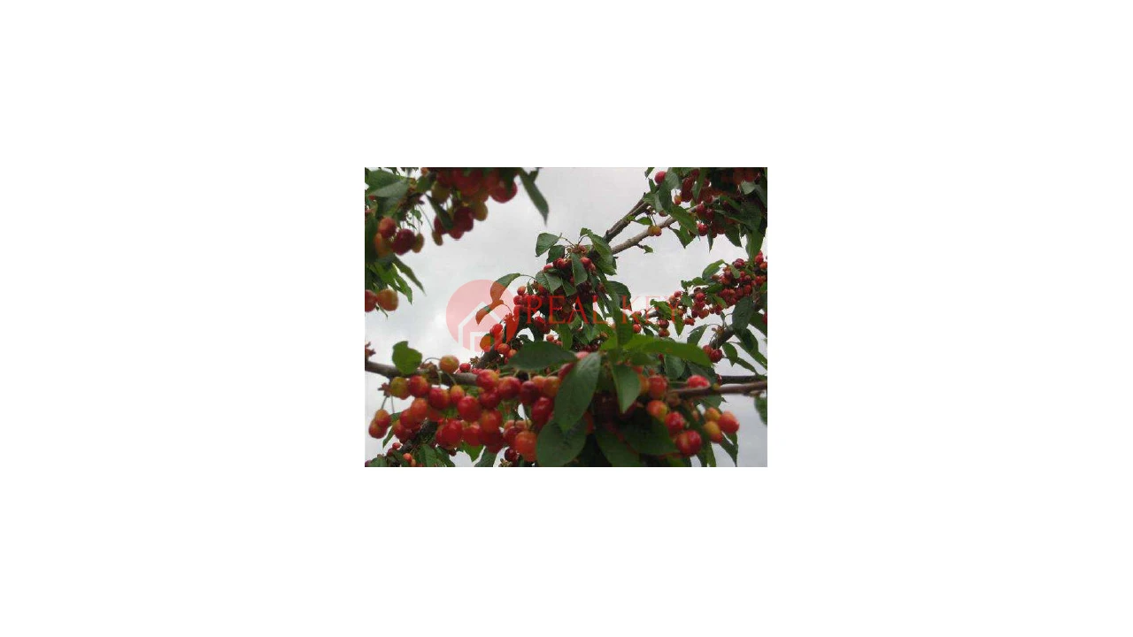 Quinta T5 para Venda em Torre de Moncorvo Foto 10