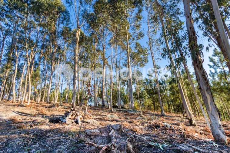 Terreno para Venda em Rossas Foto 1