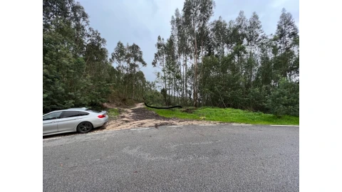 Terreno para Venda em São Martinho de Árvore e Lamarosa
