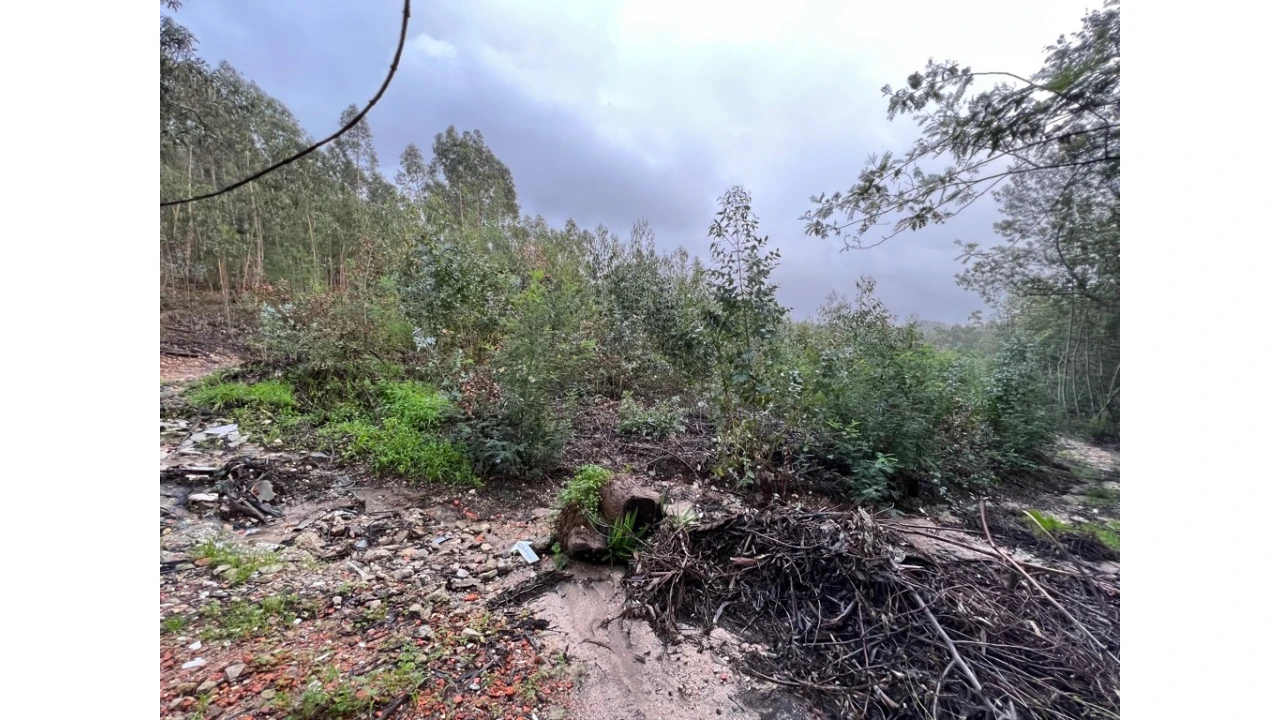 Terreno para Venda em São Martinho de Árvore e Lamarosa Foto 4