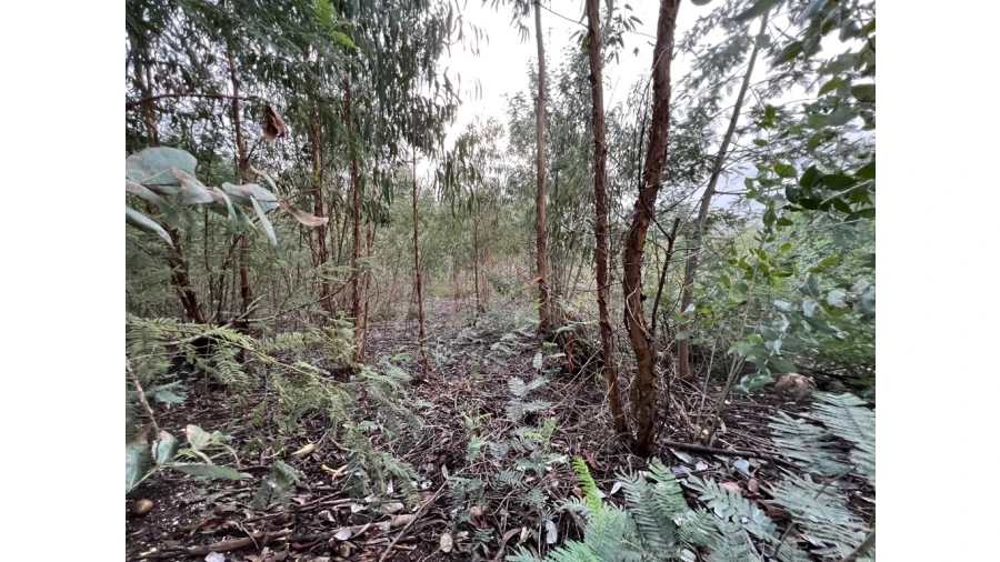 Terreno para Venda em São Martinho de Árvore e Lamarosa Foto 5