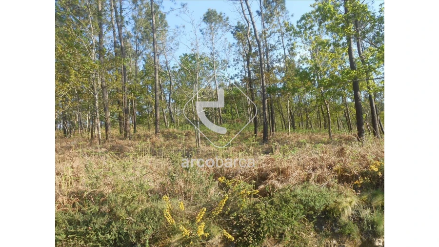 Terreno para Venda em Rubiães Foto 3