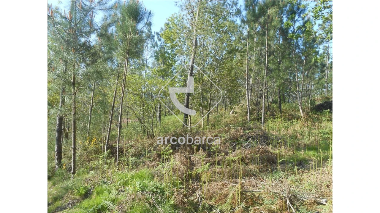 Terreno para Venda em Rubiães Foto 10
