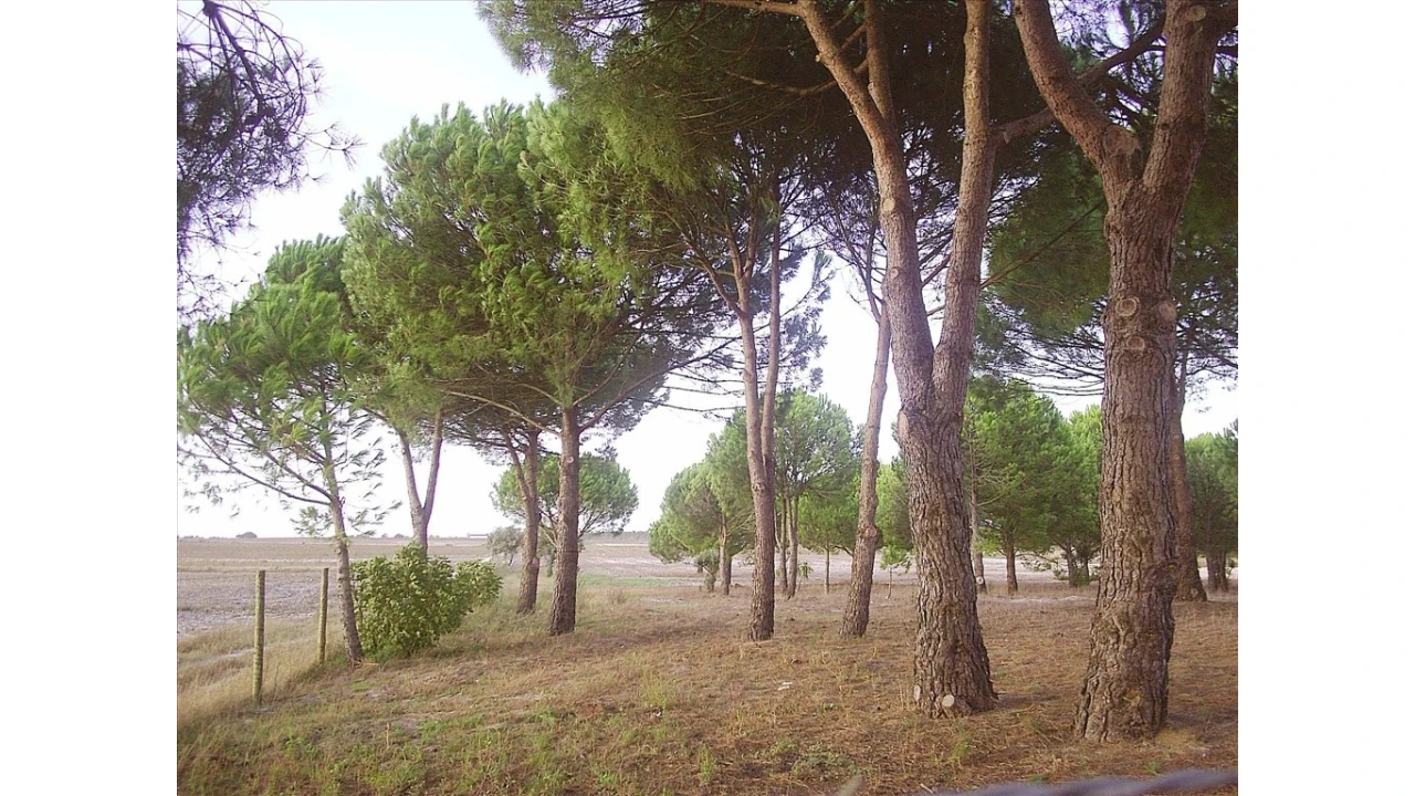 Terreno para Venda em Pegões Foto 3