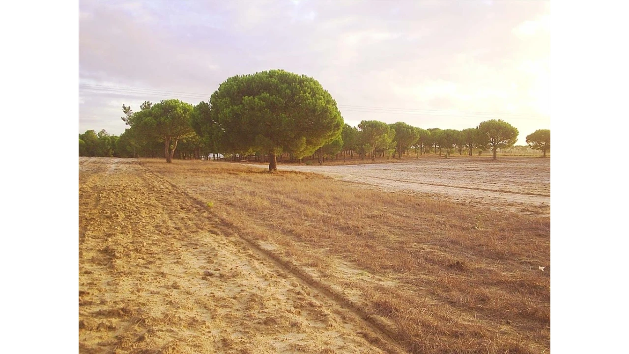 Terreno para Venda em Pegões Foto 7