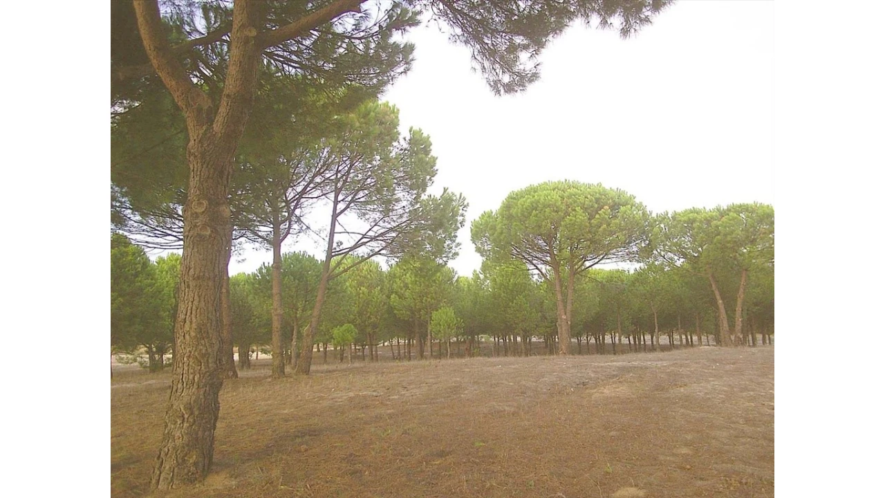 Terreno para Venda em Pegões Foto 2