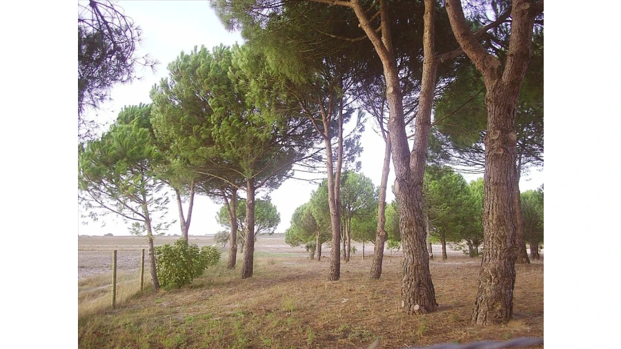 Terreno para Venda em Pegões Foto 3