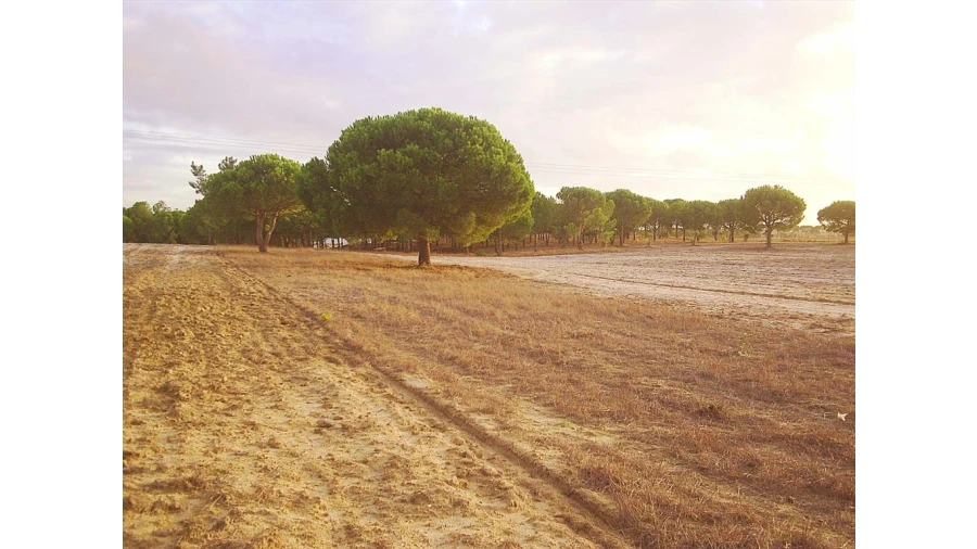 Terreno para Venda em Pegões Foto 7