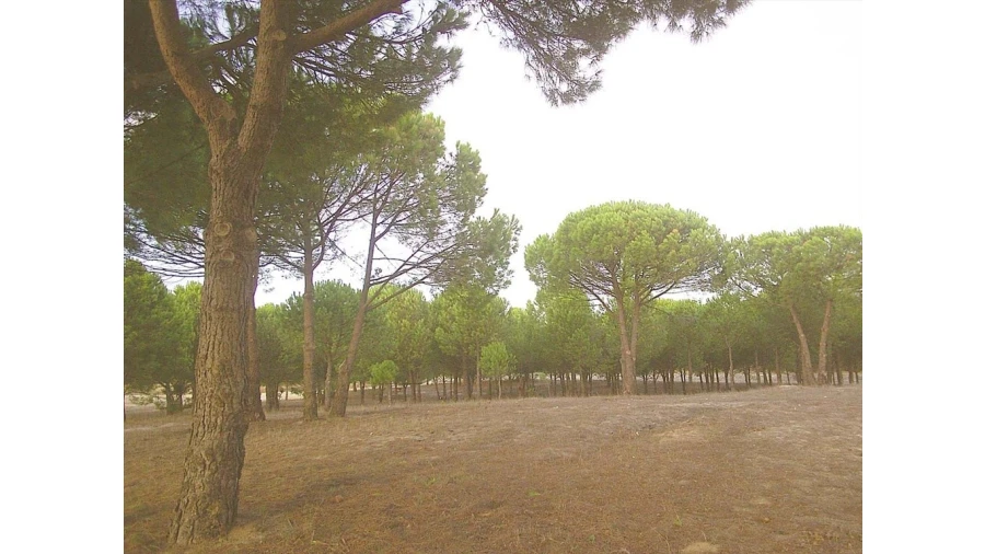 Terreno para Venda em Pegões Foto 2