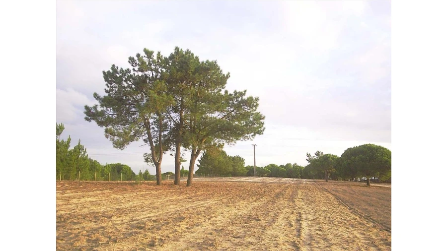 Terreno para Venda em Pegões Foto 8