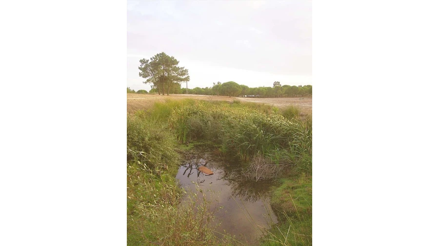 Terreno para Venda em Pegões Foto 11