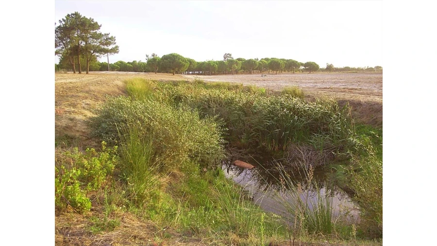 Terreno para Venda em Pegões Foto 10