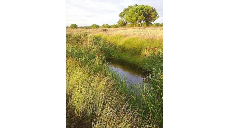 Terreno para Venda em Pegões Foto 9