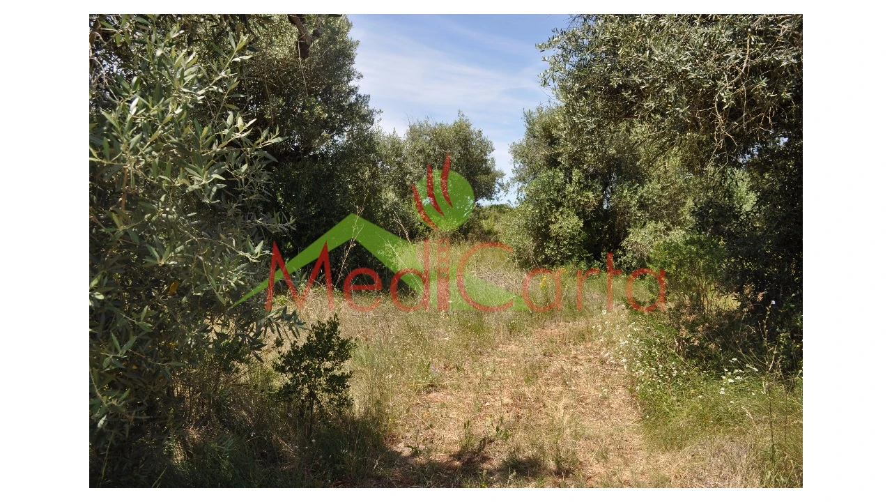 Terreno para Venda em Vila Chã de Ourique Foto 2