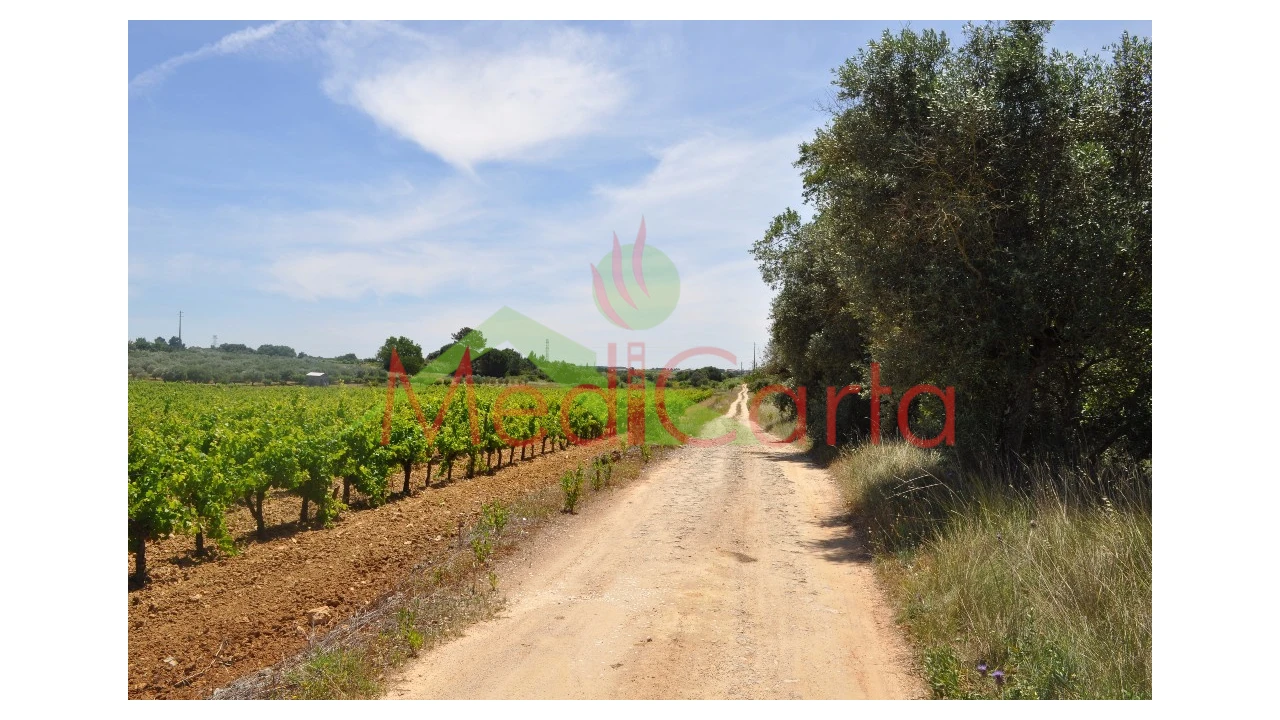 Terreno para Venda em Vila Chã de Ourique Foto 13