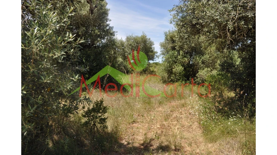 Terreno para Venda em Vila Chã de Ourique Foto 2