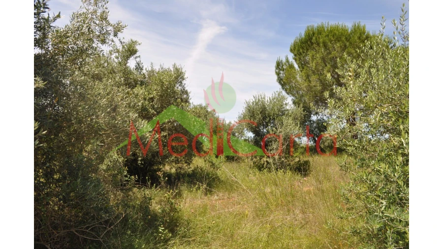 Terreno para Venda em Vila Chã de Ourique Foto 1