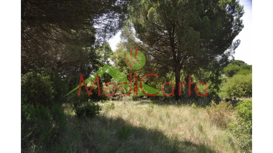 Terreno para Venda em Vila Chã de Ourique Foto 11