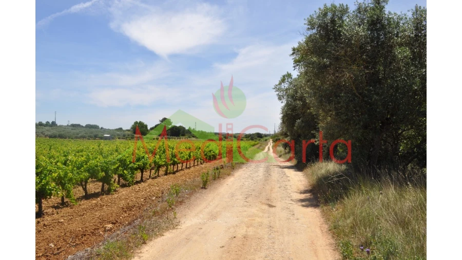 Terreno para Venda em Vila Chã de Ourique Foto 13