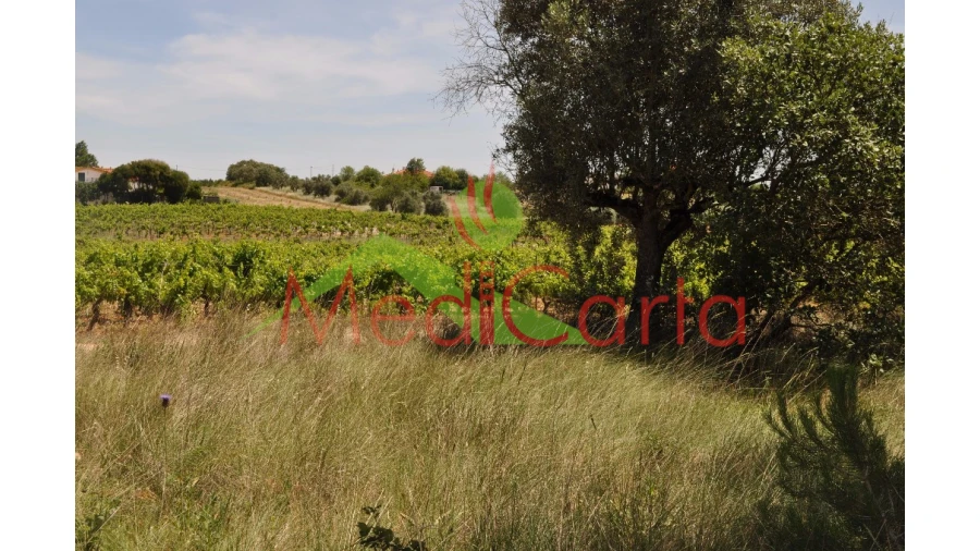 Terreno para Venda em Vila Chã de Ourique Foto 10