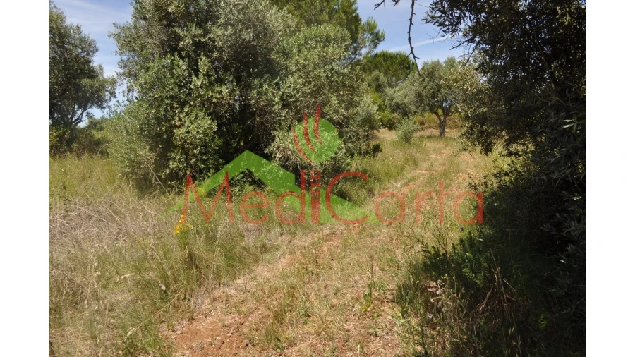 Terreno para Venda em Vila Chã de Ourique Foto 3