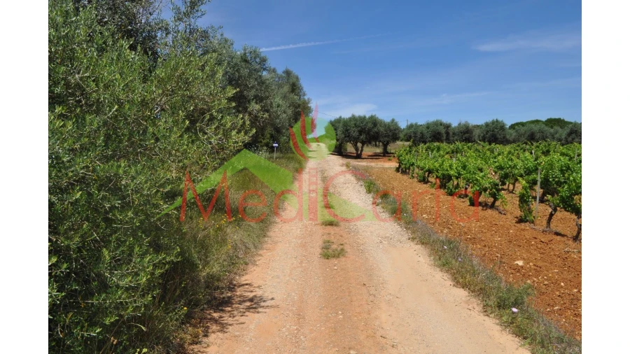 Terreno para Venda em Vila Chã de Ourique Foto 14