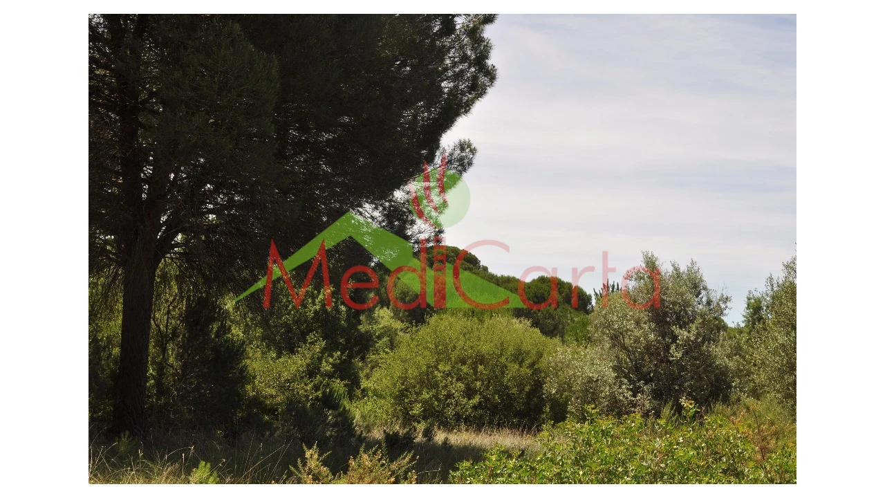 Terreno para Venda em Vila Chã de Ourique Foto 12