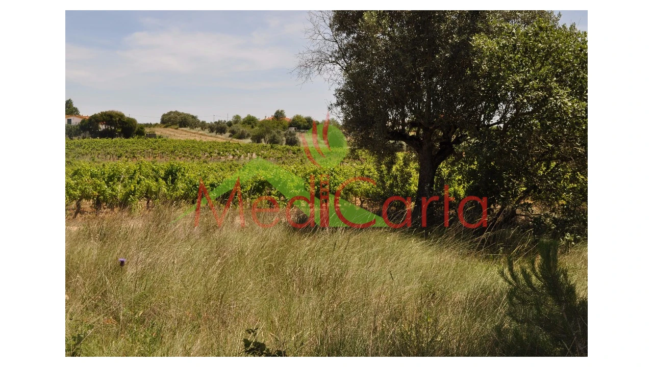 Terreno para Venda em Vila Chã de Ourique Foto 10