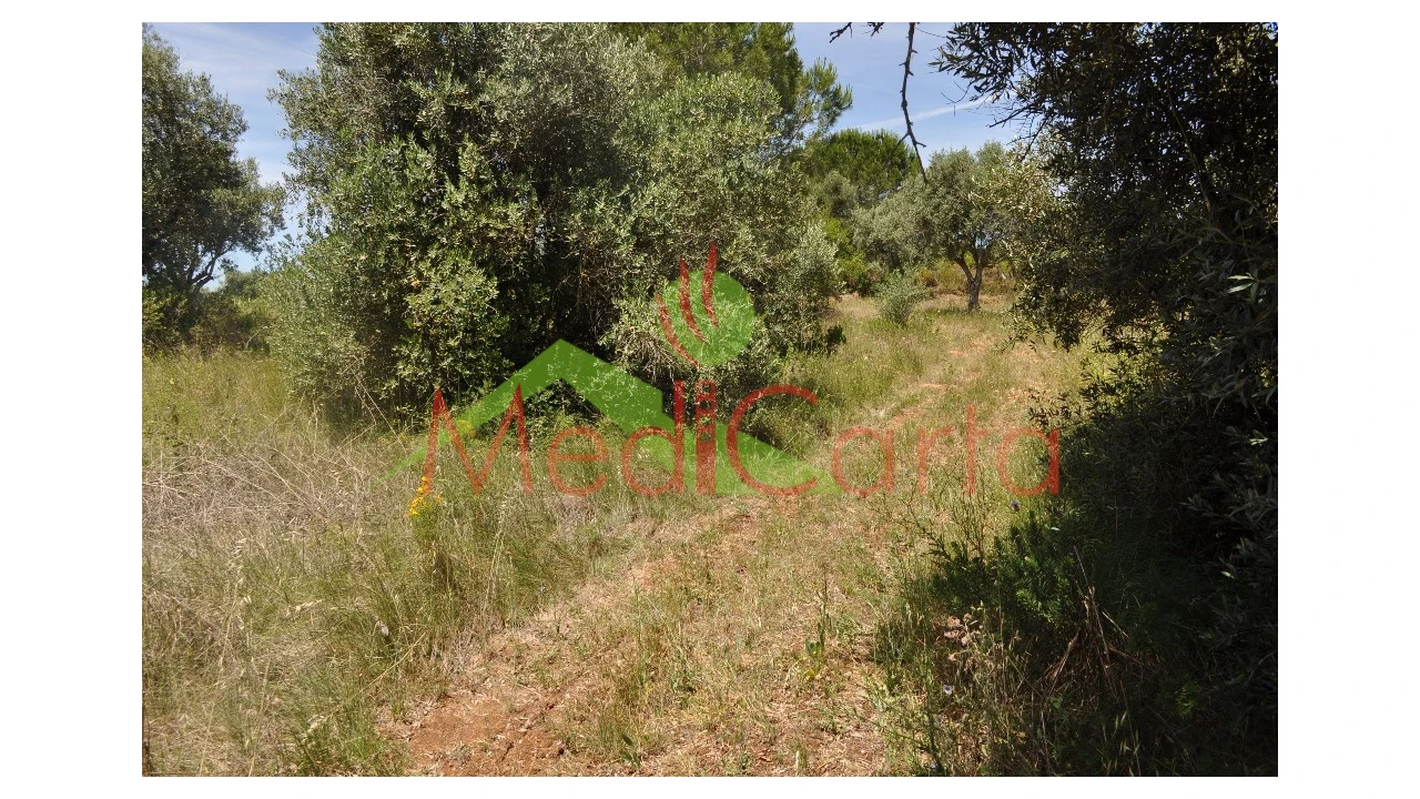 Terreno para Venda em Vila Chã de Ourique Foto 3