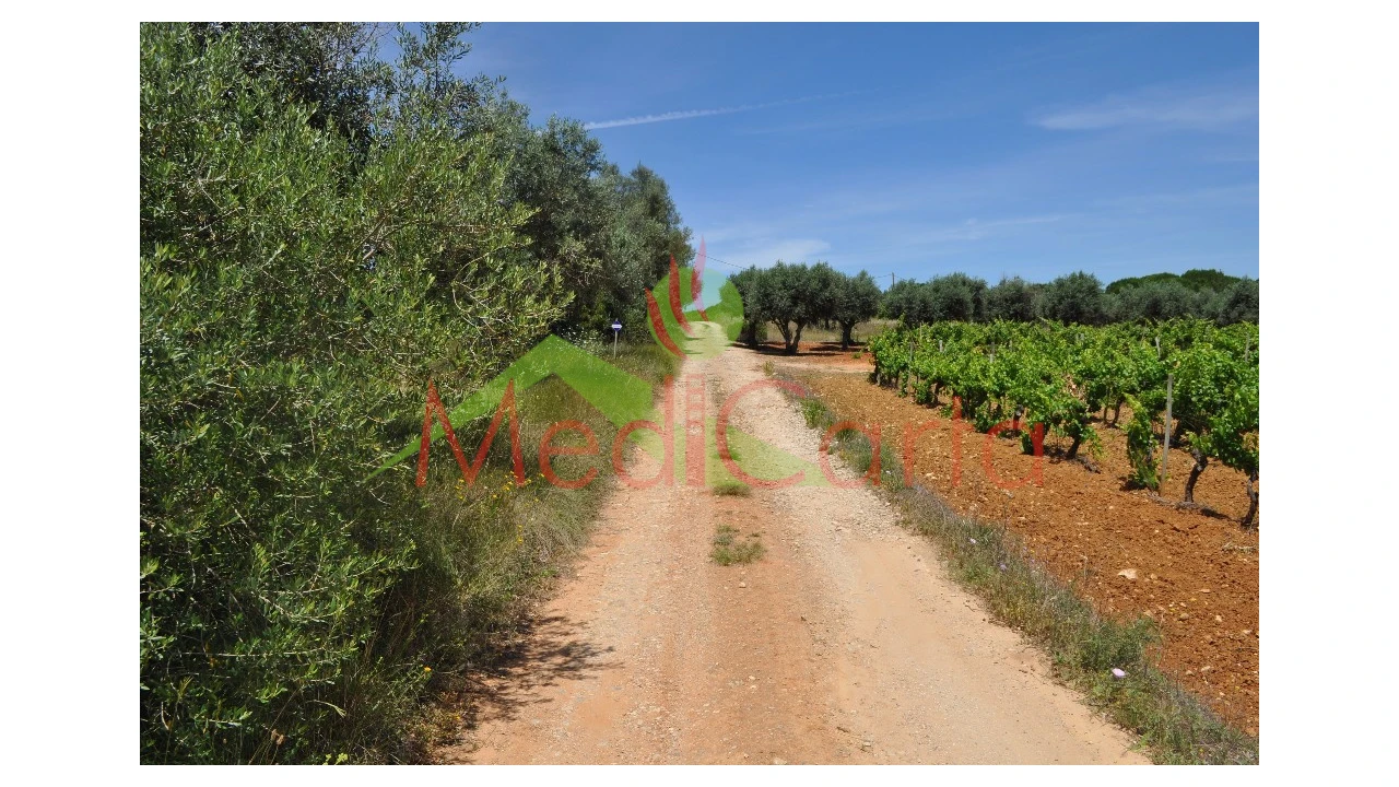 Terreno para Venda em Vila Chã de Ourique Foto 14