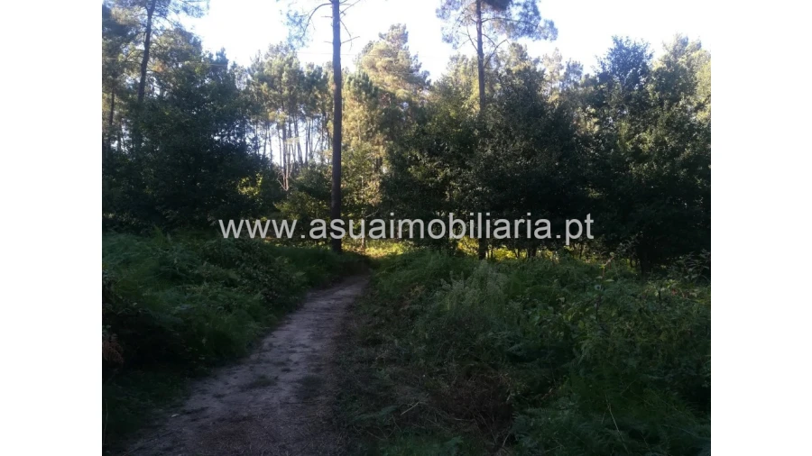 Terreno para Venda em Torre e Portela Foto 5