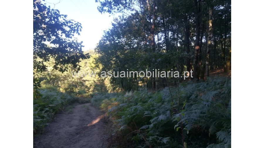 Terreno para Venda em Torre e Portela Foto 4