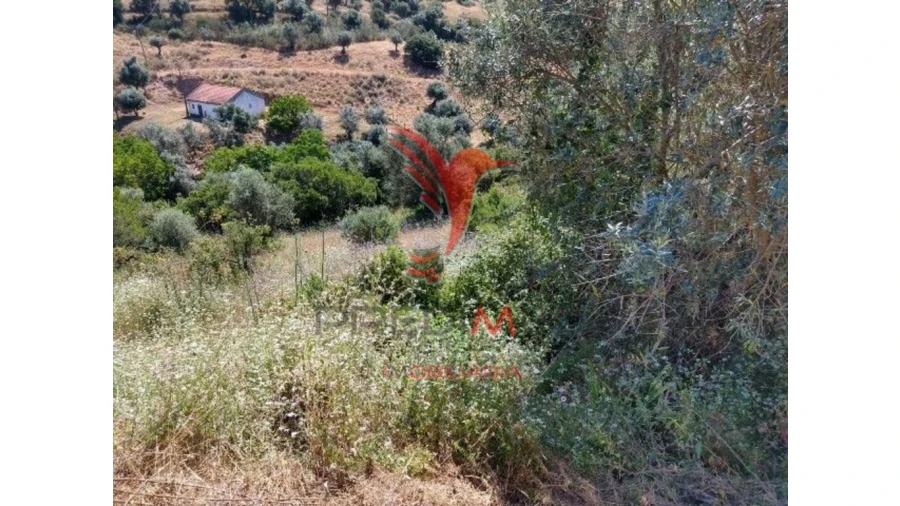 Terreno para Venda em Avis Foto 7