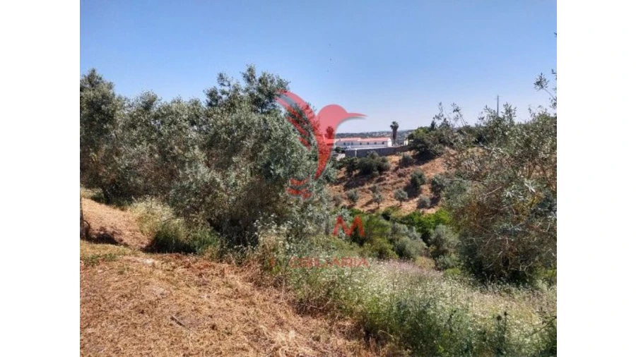 Terreno para Venda em Avis Foto 4