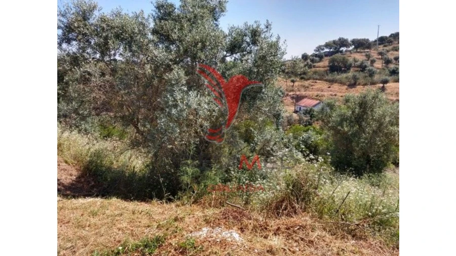 Terreno para Venda em Avis Foto 5