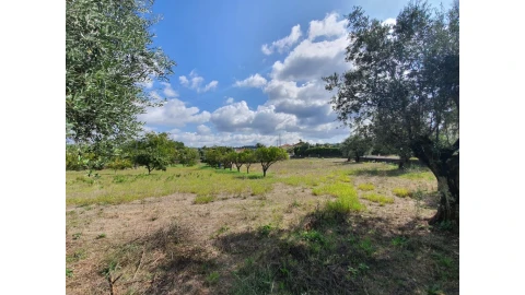 Terreno para Venda em Cernache