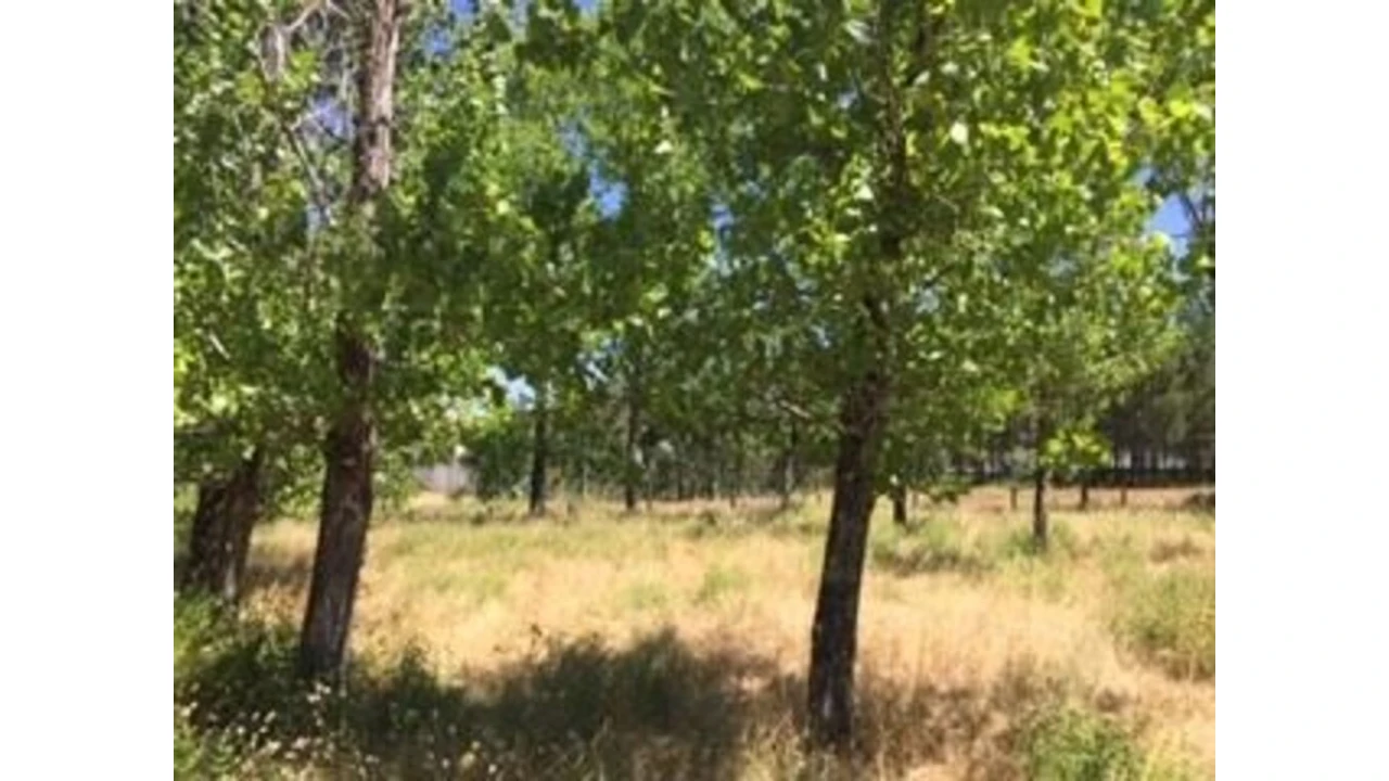 Terreno para Venda em Marrazes e Barosa Foto 6
