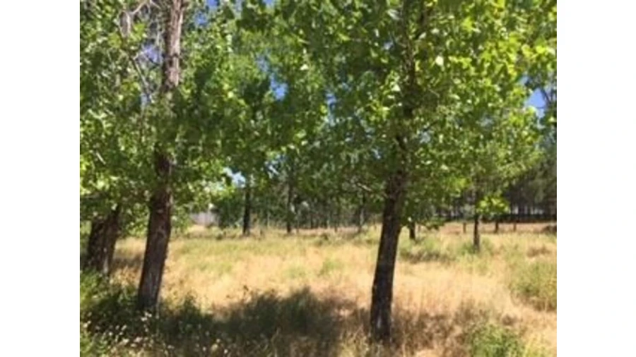 Terreno para Venda em Marrazes e Barosa Foto 6
