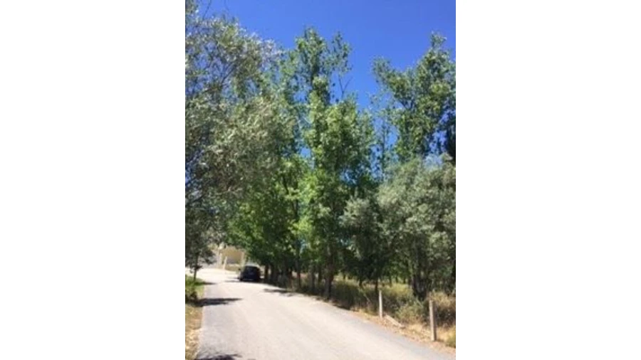 Terreno para Venda em Marrazes e Barosa Foto 8