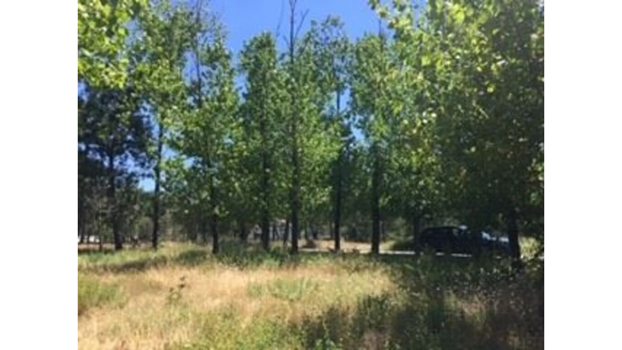 Terreno para Venda em Marrazes e Barosa Foto 5