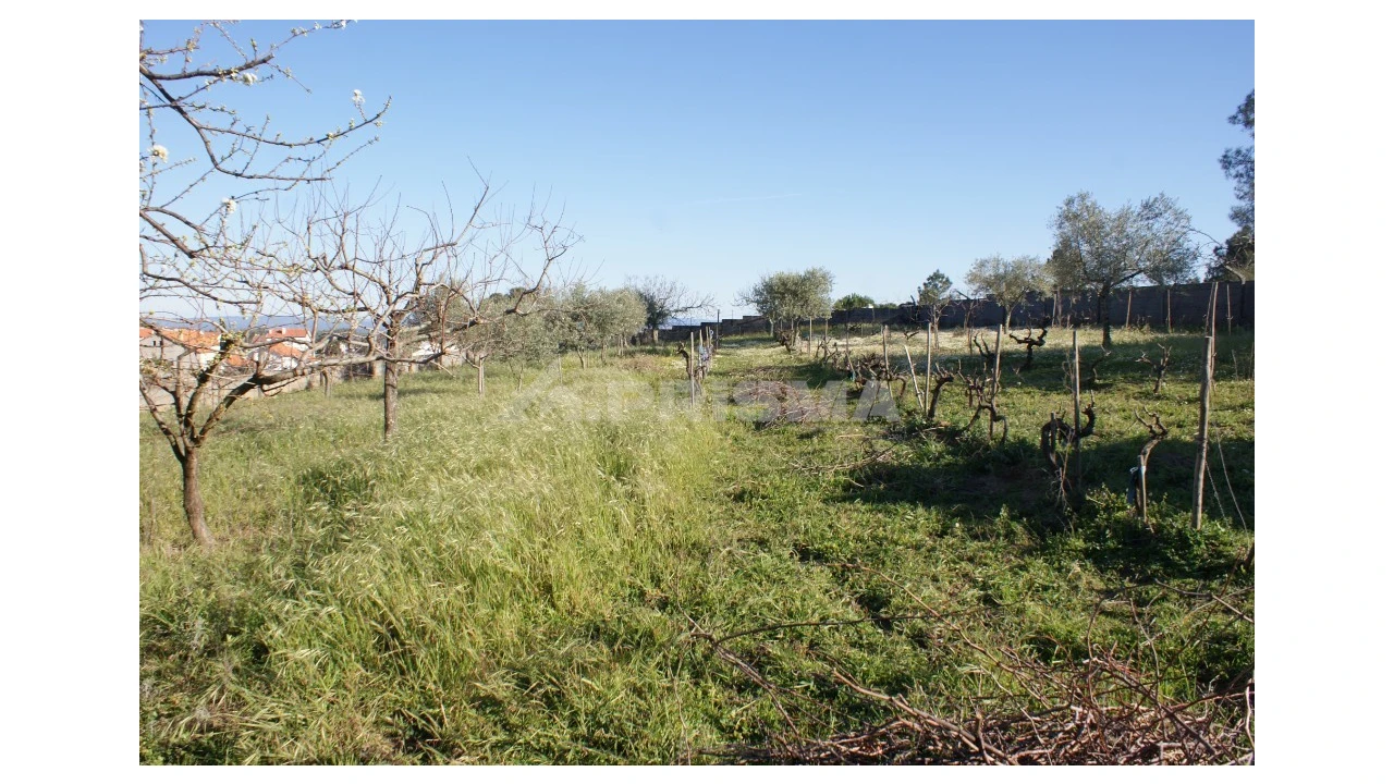 Terreno para Venda em Cebolais de Cima e Retaxo Foto 1