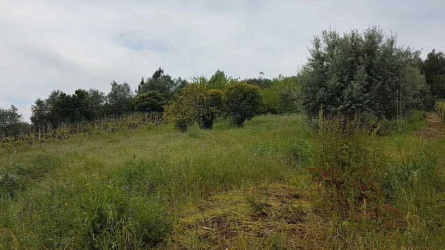 Terreno para Venda em Ceira Foto 15