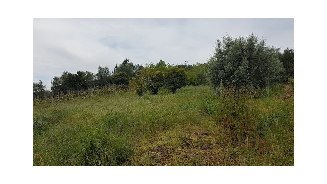 Terreno para Venda em Ceira Foto 15