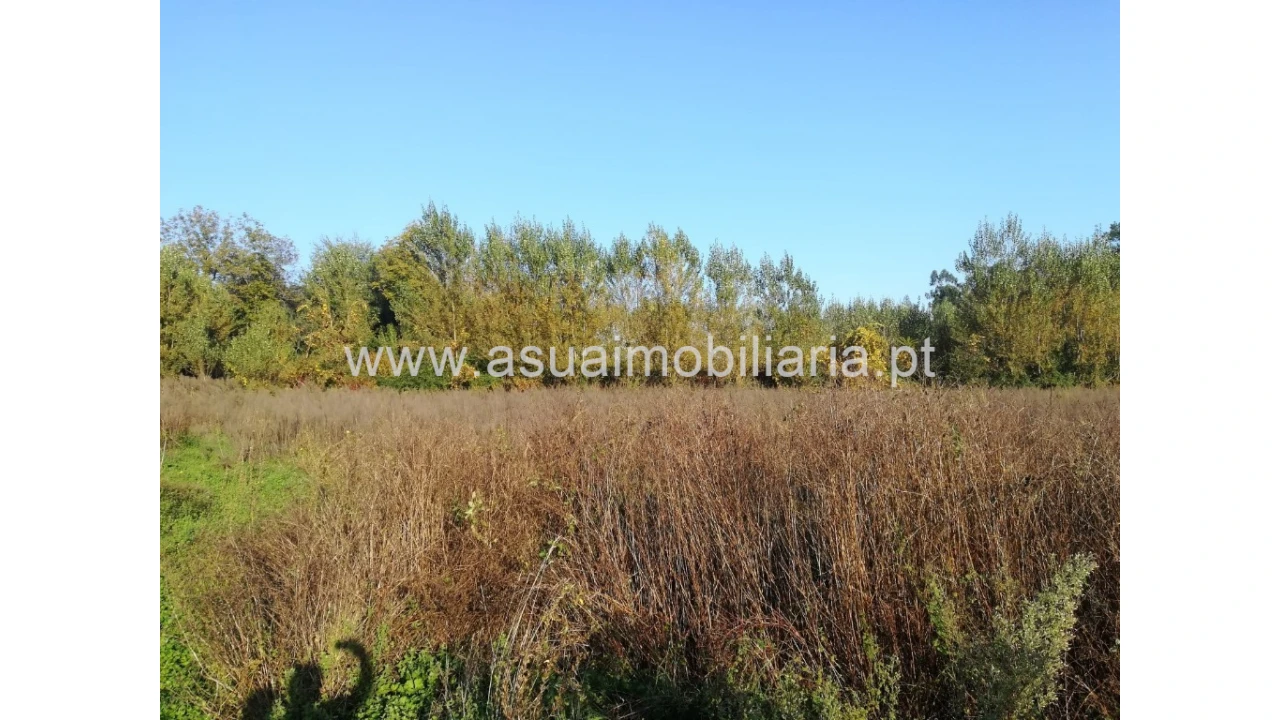 Terreno para Venda em Ferreiros, Prozelo e Besteiros Foto 1