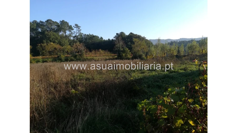 Terreno para Venda em Ferreiros, Prozelo e Besteiros Foto 6