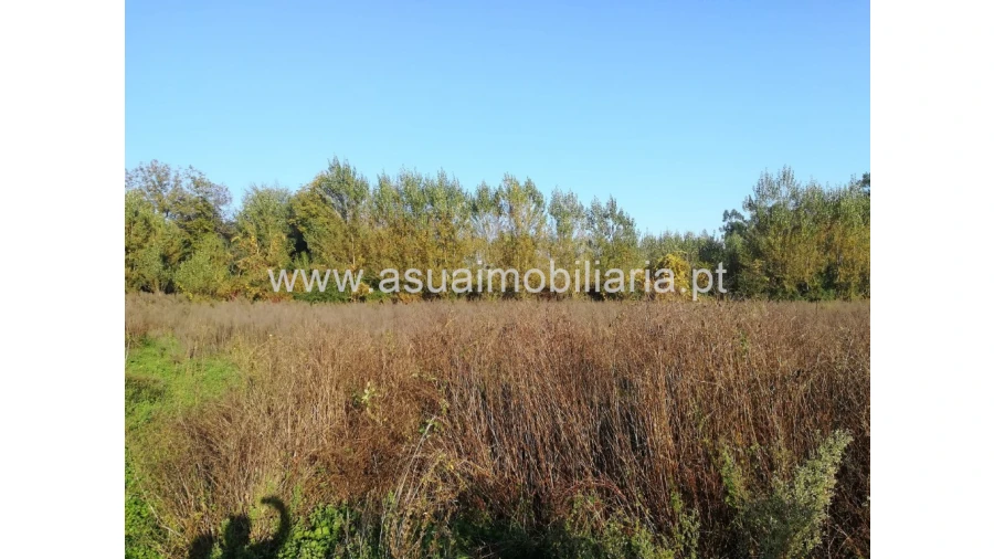 Terreno para Venda em Ferreiros, Prozelo e Besteiros