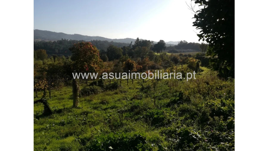 Terreno para Venda em Ferreiros, Prozelo e Besteiros Foto 5